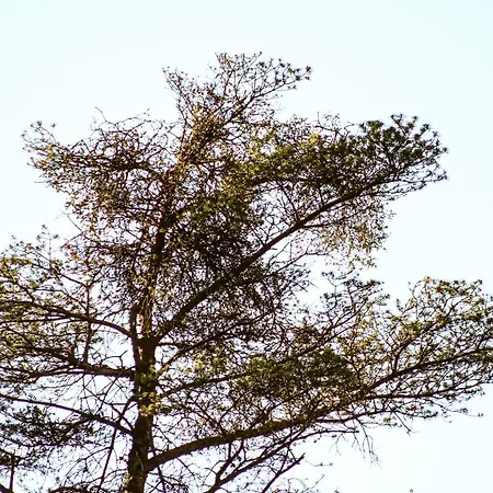 Woodmood Kemping Leuk