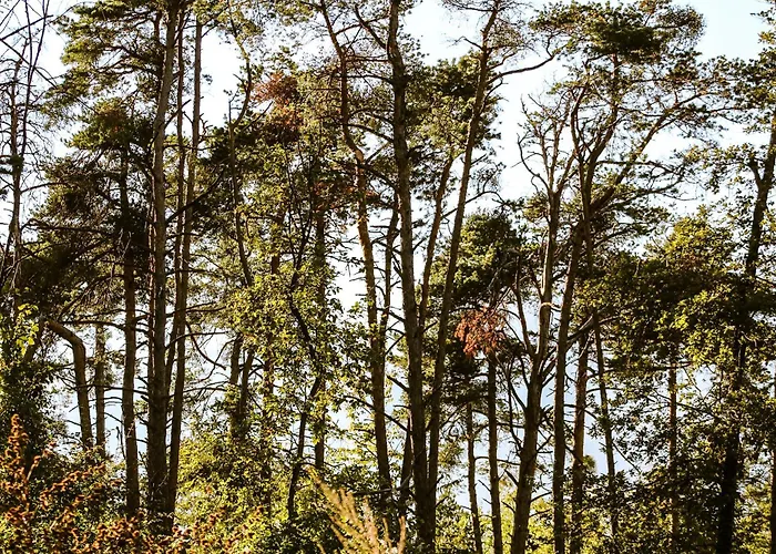 Kamp alanı Woodmood Leuk